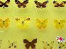蝴蝶，中国约占1300种，是大自然的舞姬，漂亮而优雅自在，款款穿梭于花丛之中，珍稀蝴蝶分布: 四川、广西、云南、台湾、海南岛等地。贾云龙摄影 