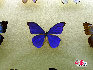 蝴蝶，中国约占1300种，是大自然的舞姬，漂亮而优雅自在，款款穿梭于花丛之中，珍稀蝴蝶分布: 四川、广西、云南、台湾、海南岛等地。贾云龙摄影