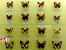 蝴蝶，中国约占1300种，是大自然的舞姬，漂亮而优雅自在，款款穿梭于花丛之中，珍稀蝴蝶分布: 四川、广西、云南、台湾、海南岛等地。贾云龙摄影