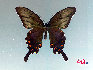 蝴蝶，中国约占1300种，是大自然的舞姬，漂亮而优雅自在，款款穿梭于花丛之中，珍稀蝴蝶分布: 四川、广西、云南、台湾、海南岛等地。贾云龙摄影