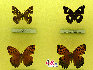 蝴蝶，中国约占1300种，是大自然的舞姬，漂亮而优雅自在，款款穿梭于花丛之中，珍稀蝴蝶分布: 四川、广西、云南、台湾、海南岛等地。贾云龙摄影
