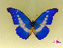 蝴蝶，中国约占1300种，是大自然的舞姬，漂亮而优雅自在，款款穿梭于花丛之中，珍稀蝴蝶分布: 四川、广西、云南、台湾、海南岛等地。贾云龙摄影