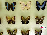 蝴蝶，中国约占1300种，是大自然的舞姬，漂亮而优雅自在，款款穿梭于花丛之中，珍稀蝴蝶分布: 四川、广西、云南、台湾、海南岛等地。贾云龙摄影