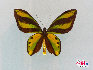 蝴蝶，中国约占1300种，是大自然的舞姬，漂亮而优雅自在，款款穿梭于花丛之中，珍稀蝴蝶分布: 四川、广西、云南、台湾、海南岛等地。贾云龙摄影