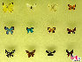 蝴蝶，中国约占1300种，是大自然的舞姬，漂亮而优雅自在，款款穿梭于花丛之中，珍稀蝴蝶分布: 四川、广西、云南、台湾、海南岛等地。贾云龙摄影
