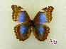 蝴蝶，中国约占1300种，是大自然的舞姬，漂亮而优雅自在，款款穿梭于花丛之中，珍稀蝴蝶分布: 四川、广西、云南、台湾、海南岛等地。贾云龙摄影