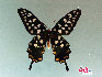 蝴蝶，中国约占1300种，是大自然的舞姬，漂亮而优雅自在，款款穿梭于花丛之中，珍稀蝴蝶分布: 四川、广西、云南、台湾、海南岛等地。贾云龙摄影