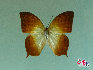 蝴蝶，中国约占1300种，是大自然的舞姬，漂亮而优雅自在，款款穿梭于花丛之中，珍稀蝴蝶分布: 四川、广西、云南、台湾、海南岛等地。贾云龙摄影