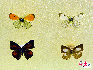 蝴蝶，中国约占1300种，是大自然的舞姬，漂亮而优雅自在，款款穿梭于花丛之中，珍稀蝴蝶分布: 四川、广西、云南、台湾、海南岛等地。贾云龙摄影